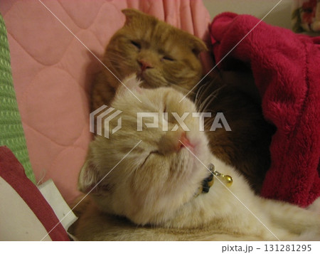 可愛い2匹の猫 可愛い2匹の猫 131281295