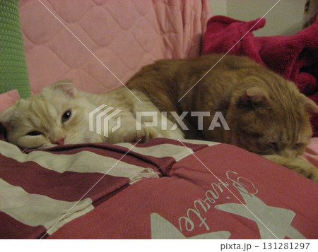 仲良し猫兄妹 仲良し猫兄妹 131281297