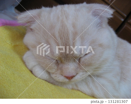 子猫の寝顔 131281307