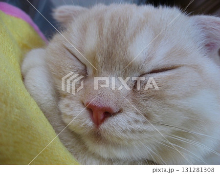 熟睡する子猫 131281308