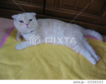 見つめる子猫 131281311