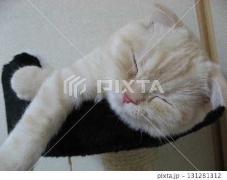 爆睡する子猫 爆睡する子猫 131281312