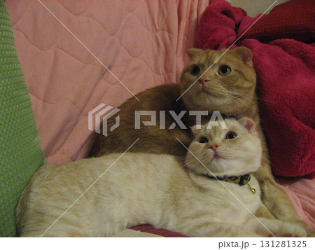 並んで見上げる猫たち 131281325