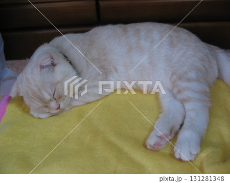 お昼寝する子猫 お昼寝する子猫 131281348