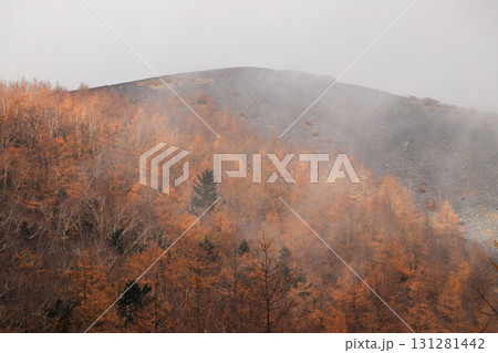 カラマツ 131281442