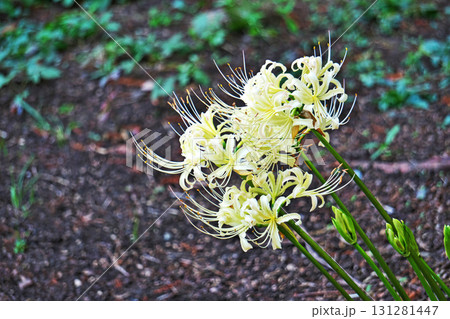 白いヒガンバナの花(秋、九月) 白いヒガンバナの花(秋、九月) 131281447