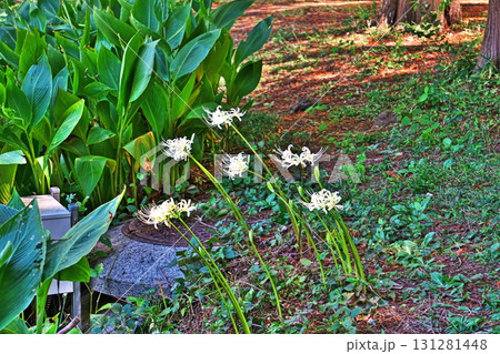 白いヒガンバナの花(秋、九月) 白いヒガンバナの花(秋、九月) 131281448
