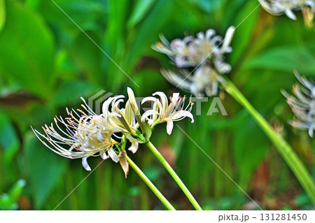 白いヒガンバナの花(秋、九月) 白いヒガンバナの花(秋、九月) 131281450
