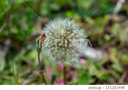 タンポポの綿毛 タンポポの綿毛 131281496