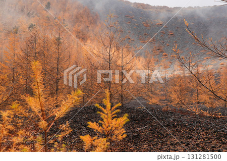 カラマツ 131281500