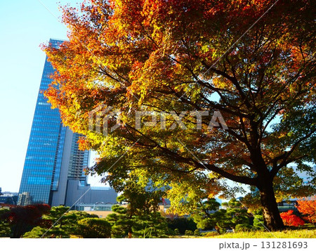 晩秋の旧芝離宮恩賜庭園美しい紅葉と背後の超高層ビル 131281693