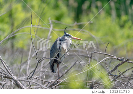 枝にとまるアオサギ 131281750