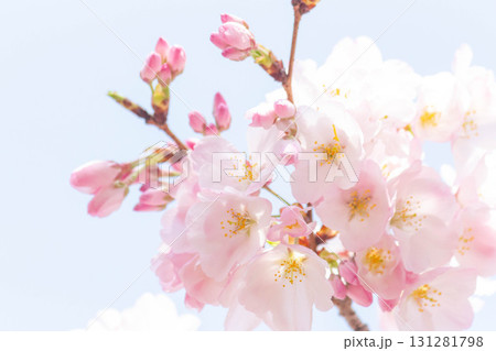 桜の花【品種:アメリカ】 桜の花【品種:アメリカ】 131281798