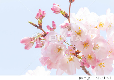 桜の花【品種：アメリカ】 131281801