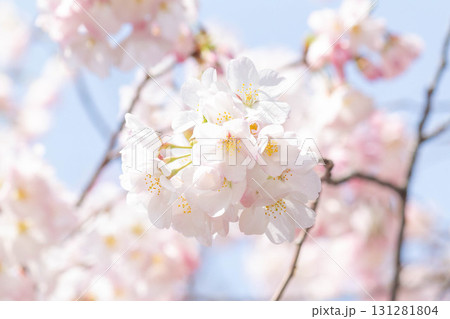 桜の花【品種：アメリカ】 131281804