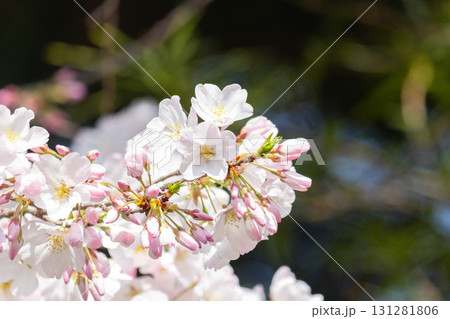 桜の花【品種:アメリカ】 桜の花【品種:アメリカ】 131281806