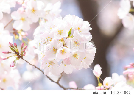 桜の花【品種：アメリカ】 131281807