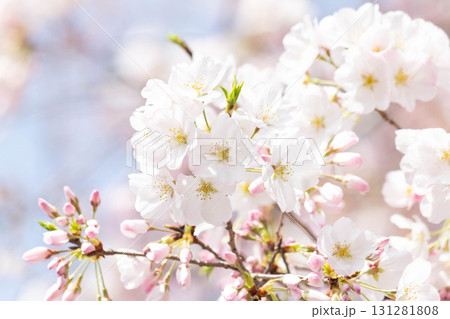 桜の花【品種：アメリカ】 131281808
