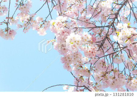 桜の花【品種：アメリカ】 131281810