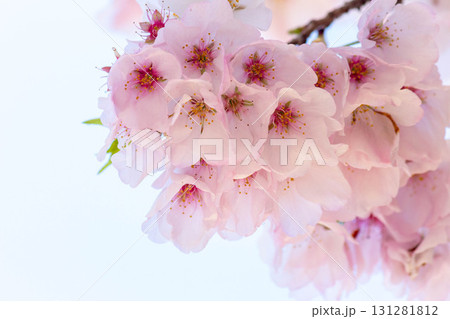 桜の花【品種:アメリカ】 桜の花【品種:アメリカ】 131281812