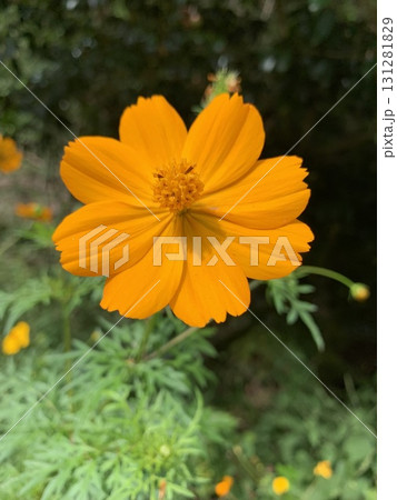 秋の花コスモス 131281829