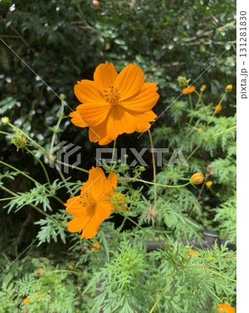 秋の花コスモス 秋の花コスモス 131281830