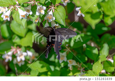 白い花にとまるジャコウアゲハ 131281839