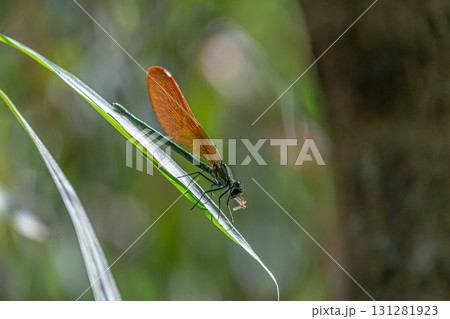 葉にとまるカワトンボ 131281923