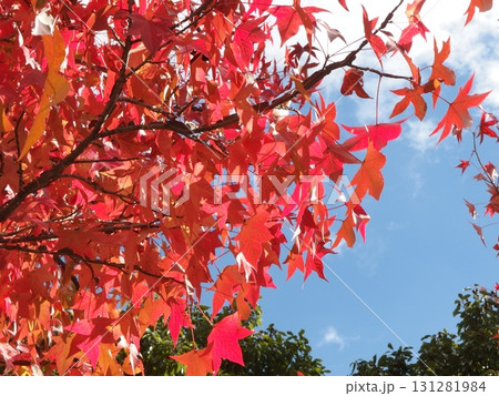 紅葉したモミジバフウの風景 紅葉したモミジバフウの風景 131281984