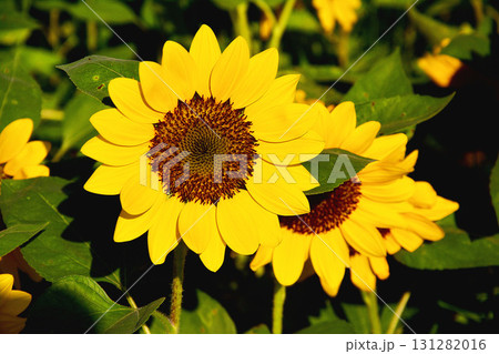 ひまわり 向日葵 ソレイユの丘 131282016