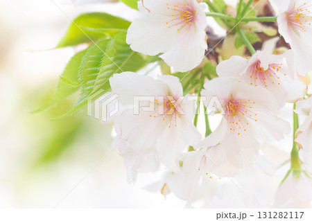 桜の花【品種：大島桜】 131282117