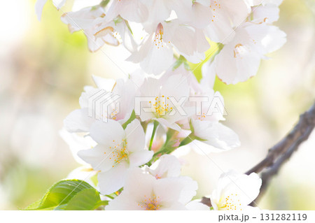桜の花【品種:大島桜】 桜の花【品種:大島桜】 131282119