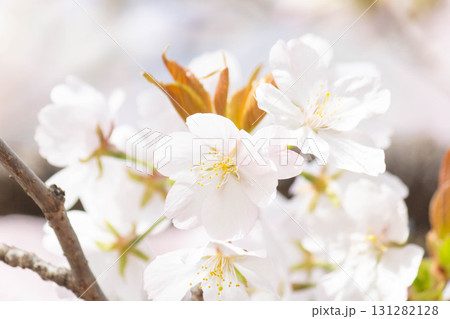 桜の花【品種：大島桜】 131282128