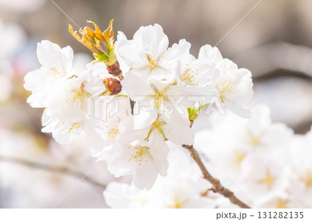 桜の花【品種：大島桜】 131282135