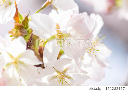 桜の花【品種：大島桜】 131282137