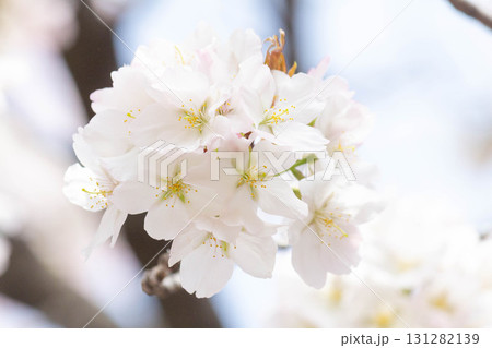桜の花【品種:大島桜】 桜の花【品種:大島桜】 131282139