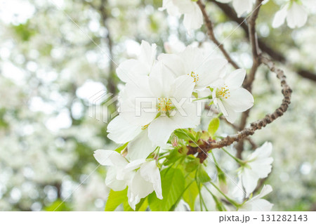 桜の花【品種：大島桜】 131282143
