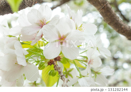 桜の花【品種：大島桜】 131282144