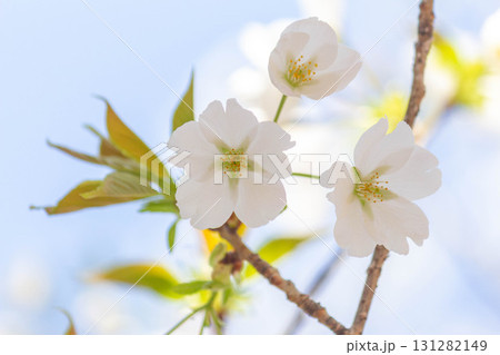 桜の花【品種：大島桜】 131282149