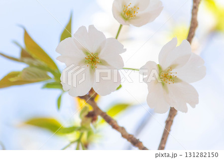 桜の花【品種：大島桜】 131282150
