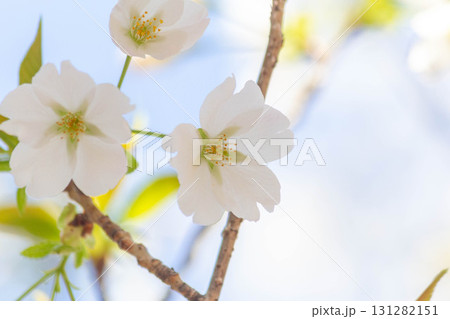 桜の花【品種:大島桜】 桜の花【品種:大島桜】 131282151