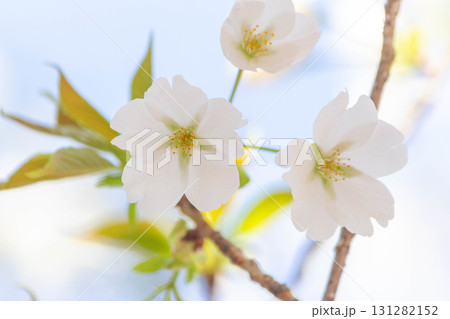 桜の花【品種：大島桜】 131282152