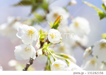 桜の花【品種：大島桜】 131282156
