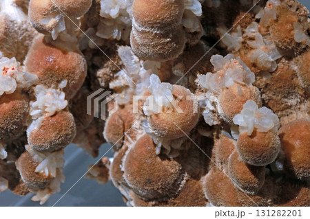 形 姿 フォーム 131282201