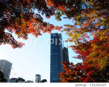 晩秋の旧芝離宮恩賜庭園の美しい紅葉と超高層ビル 晩秋の旧芝離宮恩賜庭園の美しい紅葉と超高層ビル 131282225