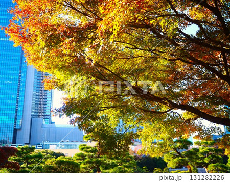 晩秋の旧芝離宮恩賜庭園の美しい紅葉と超高層ビル 晩秋の旧芝離宮恩賜庭園の美しい紅葉と超高層ビル 131282226