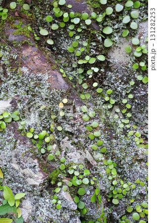 茨城県御前山。苔が見たくて出かけた。足元の苔に触れてみる。夢幻の不思議な感触に吸い込まれていく。 茨城県御前山。苔が見たくて出かけた。足元の苔に触れてみる。夢幻の不思議な感触に吸い込まれていく。 131282253