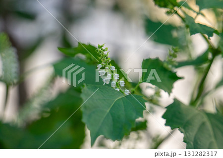 ほじそ ほじそ 131282317