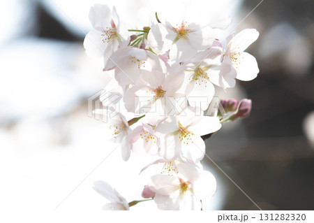 桜の花【品種：染井吉野】 131282320