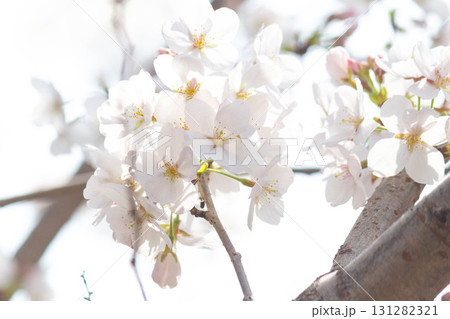 桜の花【品種:染井吉野】 桜の花【品種:染井吉野】 131282321